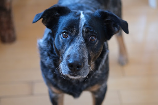 Pet-Friendly Revelstoke